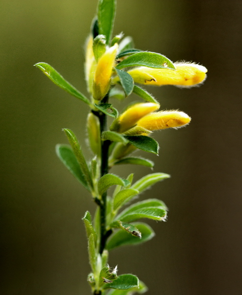 piantina a fiori gialli - Genista cfr.pilosa